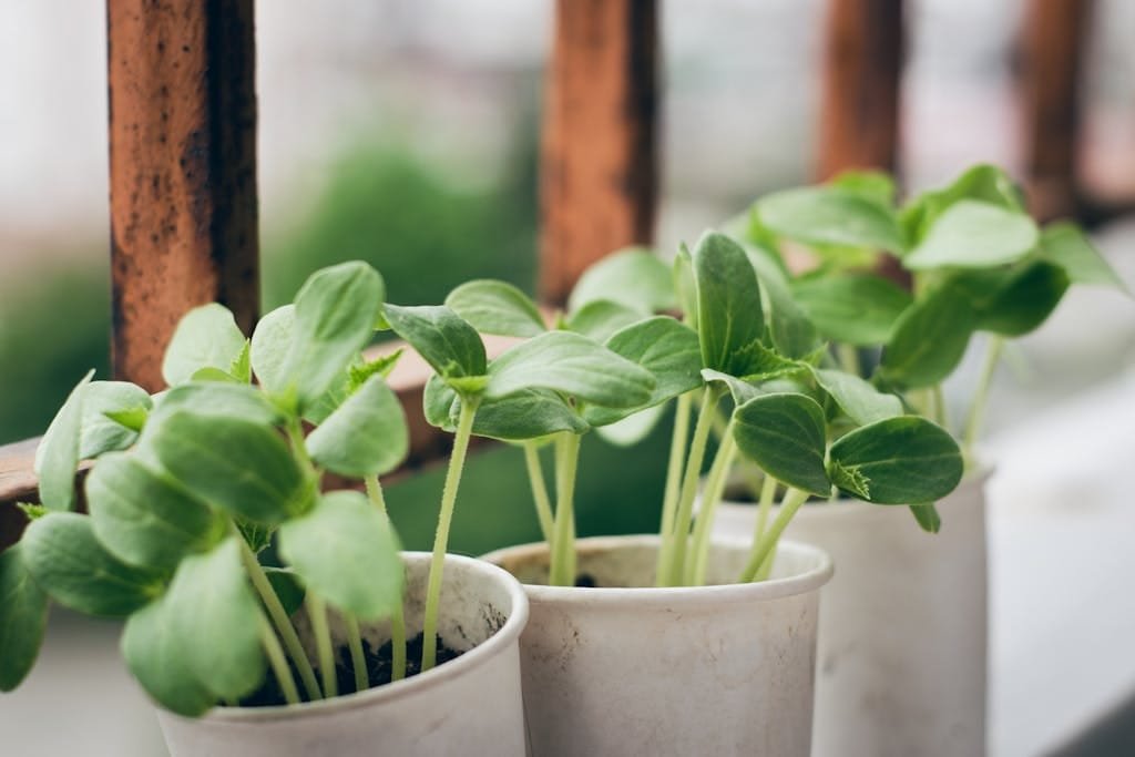 Close-up of young green seedlings growing in plastic pots outdoors.